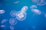 Swarm of Jellyfish Shut Down Nuclear Power Plant