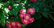 Gardeners told to do one 'essential' job this August to keep garden looking its best
