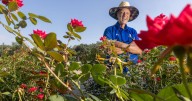 Knock Out roses - showy, versatile, tough - are great garden additions. It's time to prune them.
