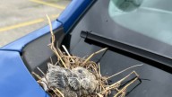 Lansing State Police post plays host to mourning dove chicks. Where the birds nested