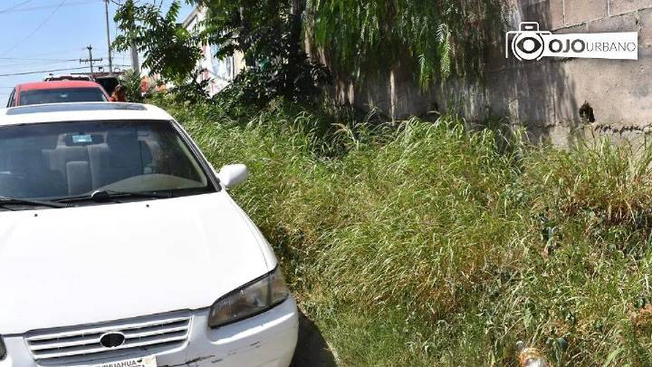 Hierba invade banqueta de la calle Álvaro Obregón; municipio enviará cuadrillas de deshierbe