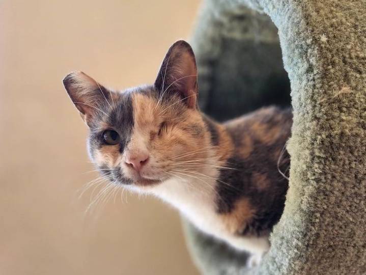 The Cat Lounge celebrates major milestone, cats