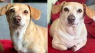 Dog Scheduled For Euthanasia At Nevada Shelter Due To Paralysis Finally Gets A Second Chance