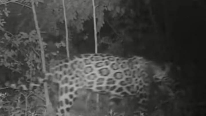 Confirman presencia de jaguar por la cuenca baja del río Bogotá: piden no cazarlo