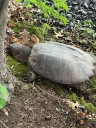 Snapping Turtle Found in Dead in Watertown from Rodent Poison