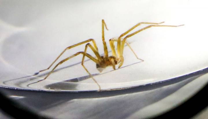 Chilenos revelan desconocido comportamiento de la araña de rincón