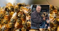 ¿Cómo identificar a las “abejas asesinas” en México? Claves para reconocerlas y mantenerse seguro