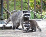 Remember The Bizarre Raccoon Standoff At Washington Woman's Home?