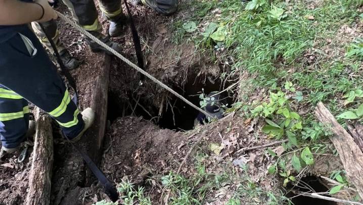 Firefighters, deputies rescue calf from sink hole in New Market
