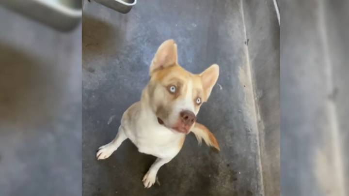Shelter Dog From California Was Minutes Away From Euthanasia When A Miracle Finally Happened