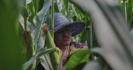 Photos: Climate change can make growing corn challenging