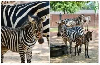 Hattiesburg Zoo Celebrates Baby Zebra Addition