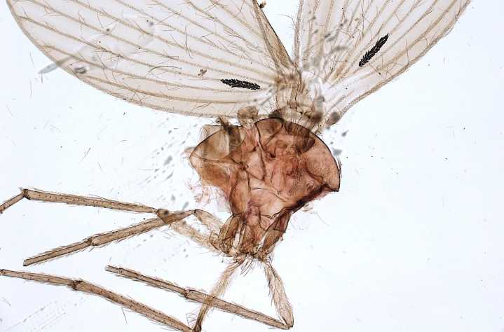 Científicos descubren cinco nuevas especies de moscas polilla en Ecuador y Venezuela
