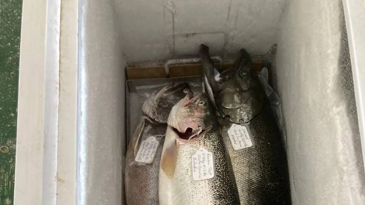 New Salmon, Brown Trout Leader In Owen Sound Salmon Spectacular