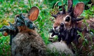 Extraños conejos «mutantes» causan alarma en Estados Unidos