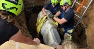 Horse saved after falling in deep pit