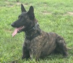 Youngstown man charged with assaulting Campbell Police K9 after chase