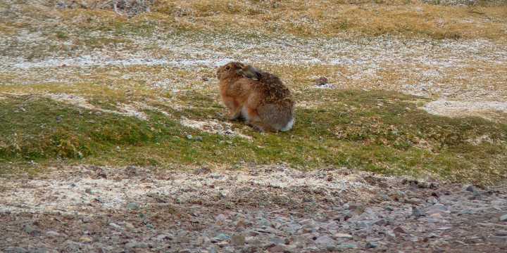 Liebre europea llega al Desierto de Atacama: ¿Por qué es un peligro para la flora y fauna?
