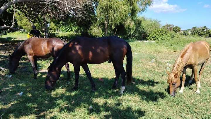 Tres caballos rescatados en Ciudad Madero tienen un nuevo hogar: ahora viven en un santuario
