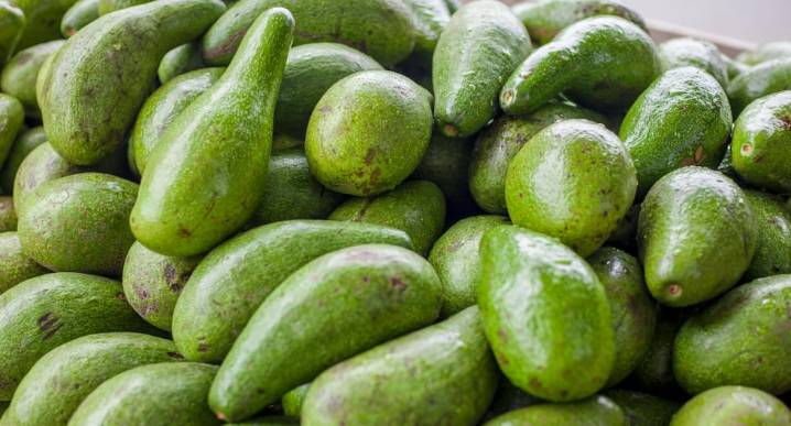 Adex: se incrementaron en 16% envíos de palta peruana en el primer semestre del 2025 l Adex l Últimas