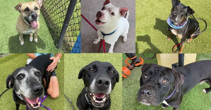 These 'underdogs' are looking for their fur