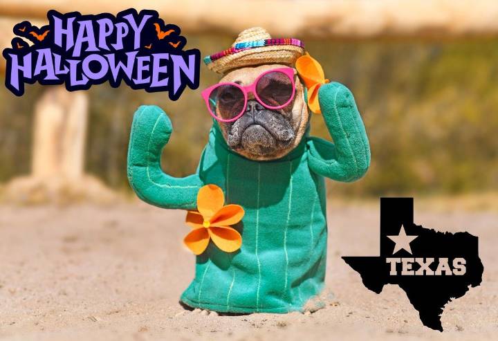 Protect Your Furry Friends: Halloween Safety Tips For Pet Owners