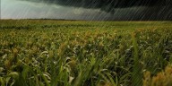 ¿Qué dejó la tormenta en el área agrícola?