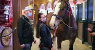 Anheuser-Busch upgrades St. Louis brewery, buys new trucks