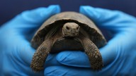100-year-old endangered tortoises at Pa. zoo become parents of 16