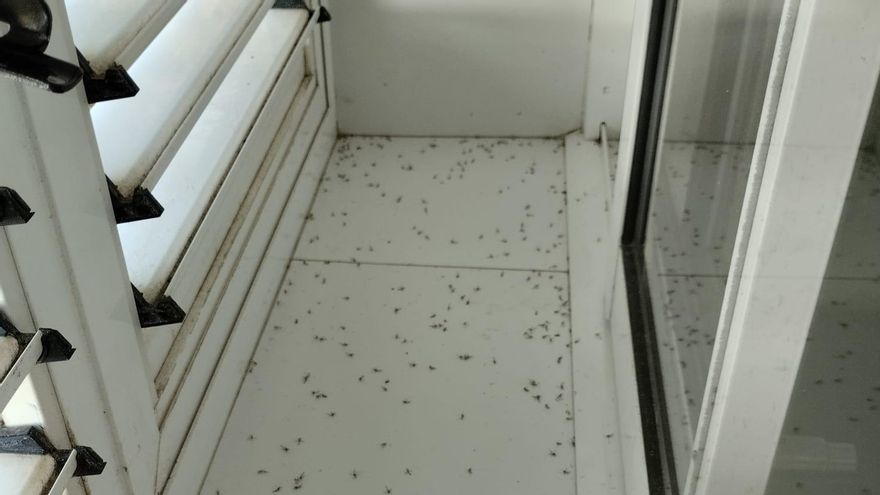Las nubes de mosquitos siguen castigando a una playa de Sagunt en plena ola de calor