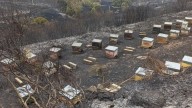 Zonas apícolas de gran interés, "inhabilitadas" por los incendios