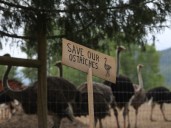 Ostrich farm says it will fight to the Supreme Court if necessary