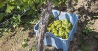 School of Cool shines a global spotlight on Niagara’s Chardonnay