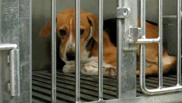 Premier Doug Ford warns Ontario scientists doing medical tests on dogs to 'stop before I catch you'