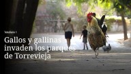Gallinas y pollos de Torrevieja 'tiktokers' y tendencia nacional