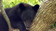 Florida bear hunt: FWC approves proposal for first bear hunt in 10 years