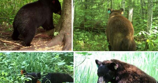 Minnesota DNR reminds hunters: Don't shoot tagged research bears