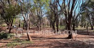 Avanza proyecto de rehabilitación del Arboretum; cercado, senderos e iluminación, en primera fase
