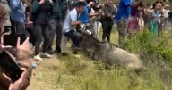 Idiotic tourists force stampeding wildebeests back into crocodile
