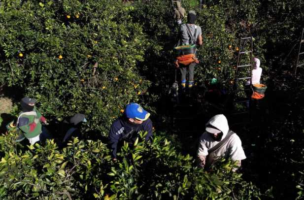 Trump contempla una nueva política para trabajadores agrícolas migrantes