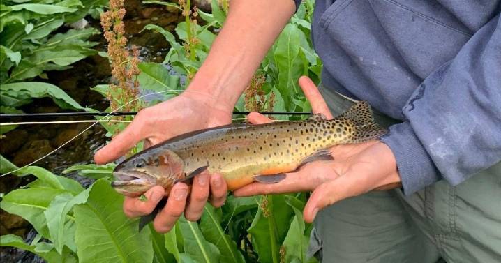 Dangerous conditions for trout cause Colorado officials to close 2 rivers to fishing