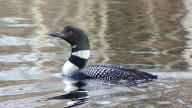 What you don’t know about loons might surprise you