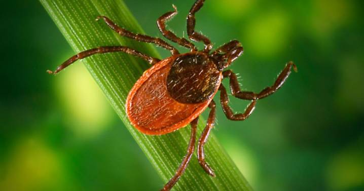'A canary in the coal mine:' California dogs increasingly exposed to tick