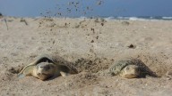 ¡Récord en Tamaulipas! Liberan más de 177 mil crías de tortuga lora, especie en peligro crítico