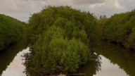 Guaiacum advierte que retirar manglar en arroyo Jabalíes agravará inundaciones a largo plazo