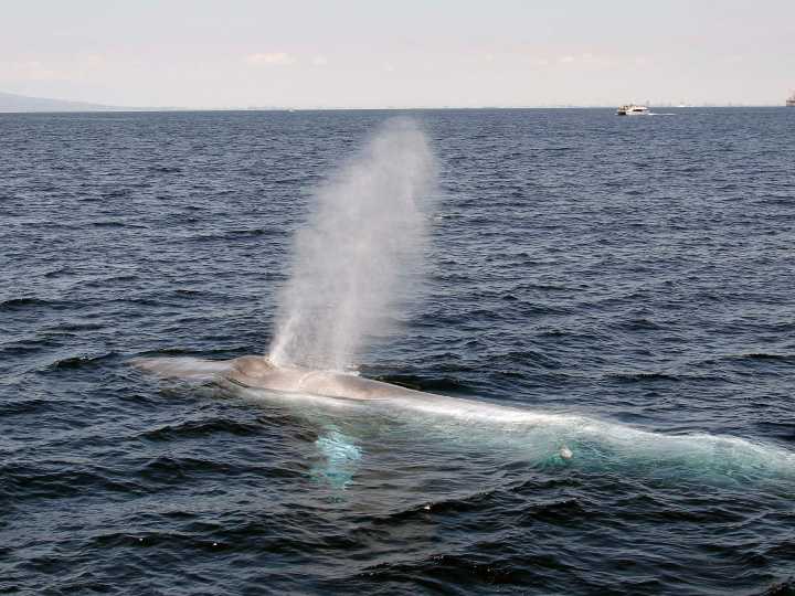 Why have blue whales stopped singing? The mystery worrying scientists