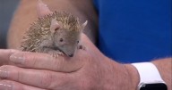 Lesser hedgehog tenrec visits the WAND studios from Scovill Zoo
