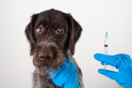 Michigan officials urge pet and livestock owners to vaccinate animals