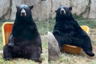 Memphis Zoo Films Black Bear Turning Wheelbarrow into Chair to Relax