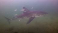Divers come face to face with Great White Shark at Fox Point Beach in Nova Scotia